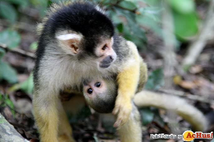 Squirrel Monkey And Baby