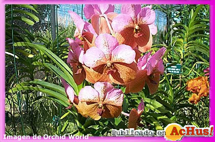 Orchid World 06