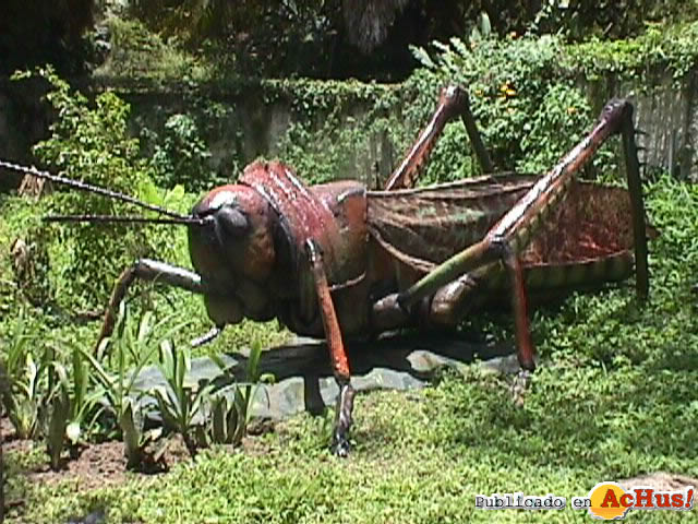 Insect gigante