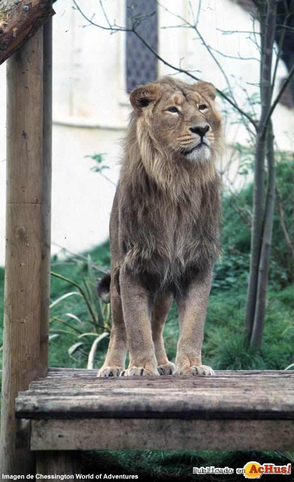 Ashok Asian Lion