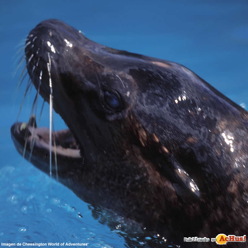 Seal Lion close up