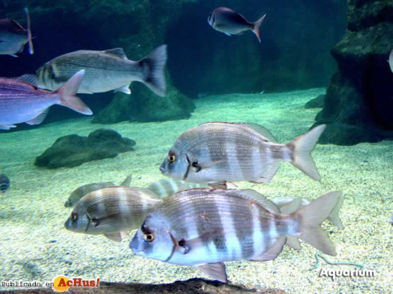 Aquarium Roquetas Mar 02