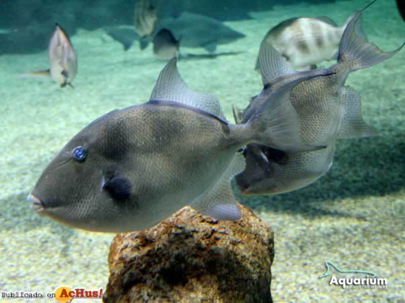 Aquarium Roquetas Mar 03