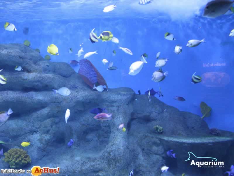 Aquarium Roquetas Mar 12