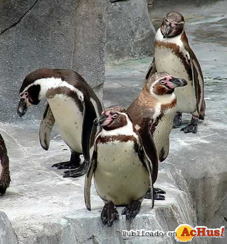 pinguino1
