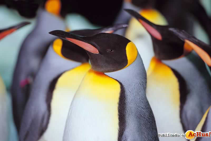 pinguino_rey