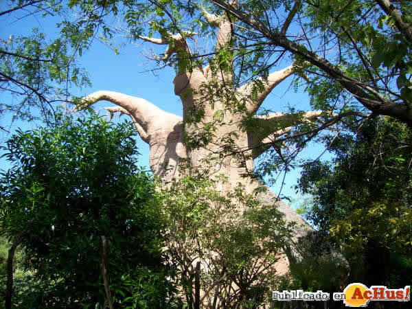 Baobab de Fuengirola
