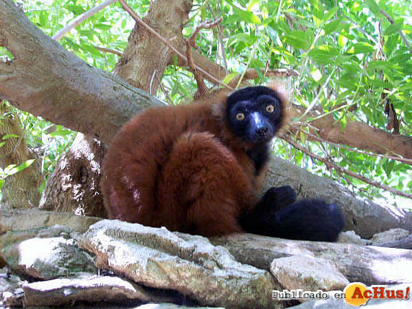 Lemur Rufo