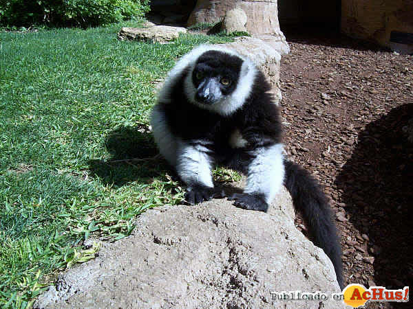 Lemur VariBlanquinegro