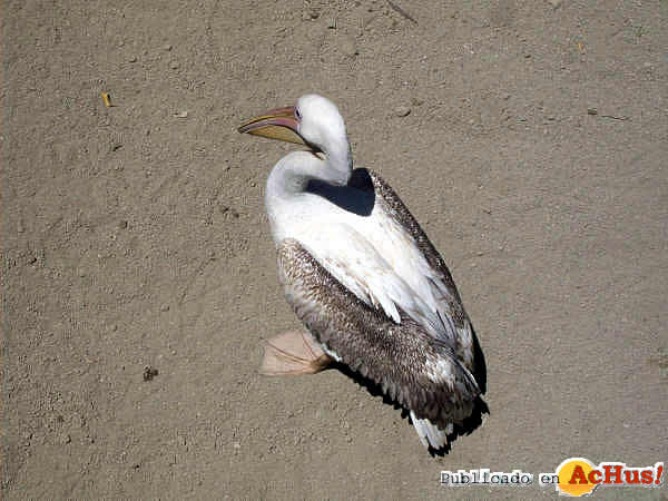 Pelicano Rosado
