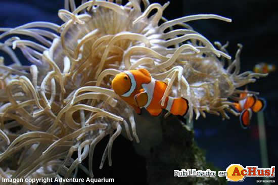 Adventure Aquarium 07