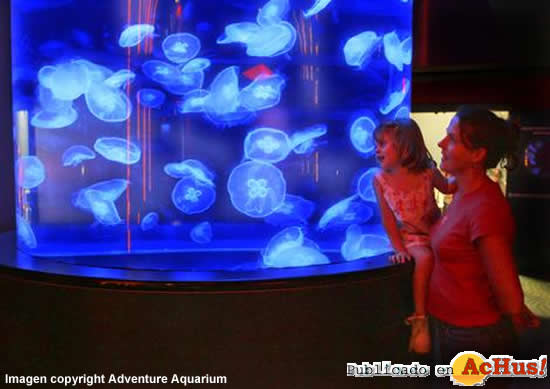 Adventure Aquarium 10