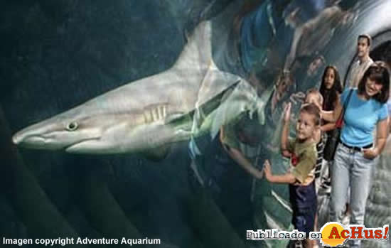 Adventure Aquarium 11
