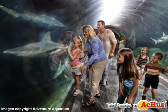 Adventure Aquarium 13
