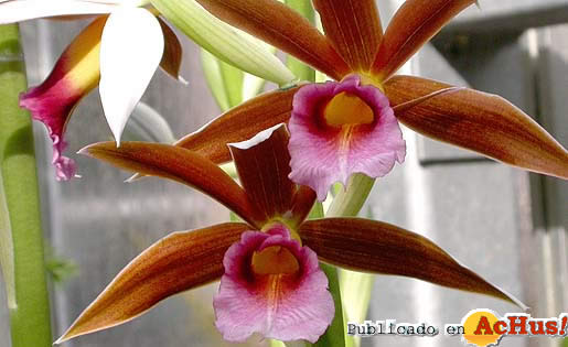 Nun Orchid