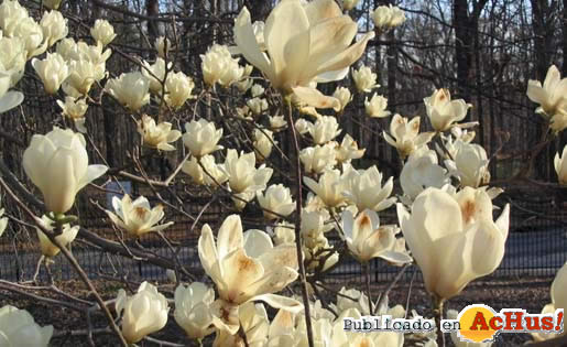 Yulan magnolia