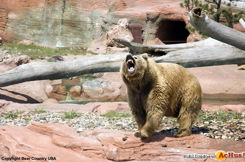 Bear Roaring