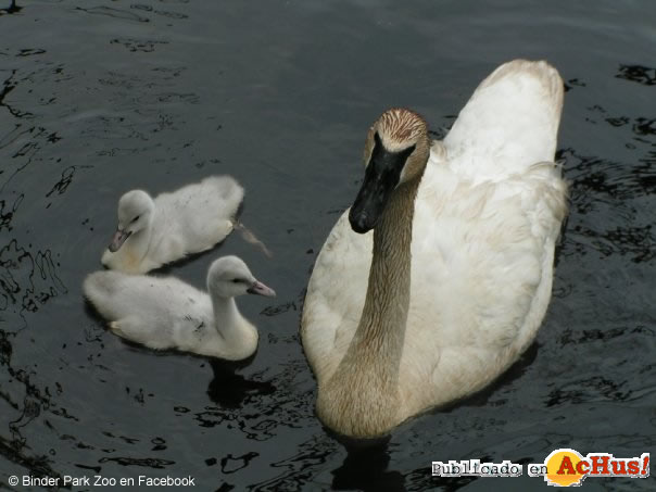 Baby Trumpeter Swans