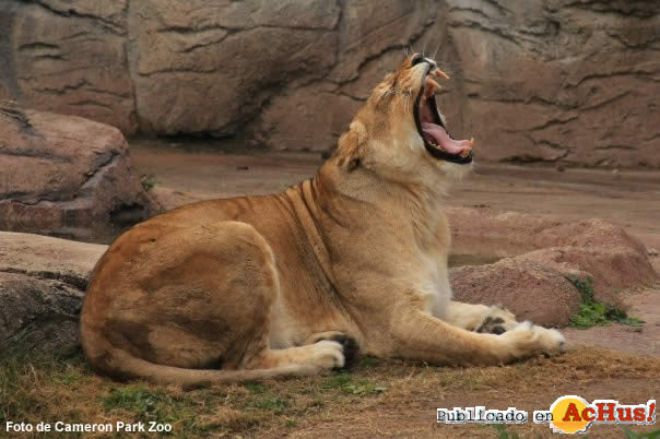 Lioness Panthera Leo