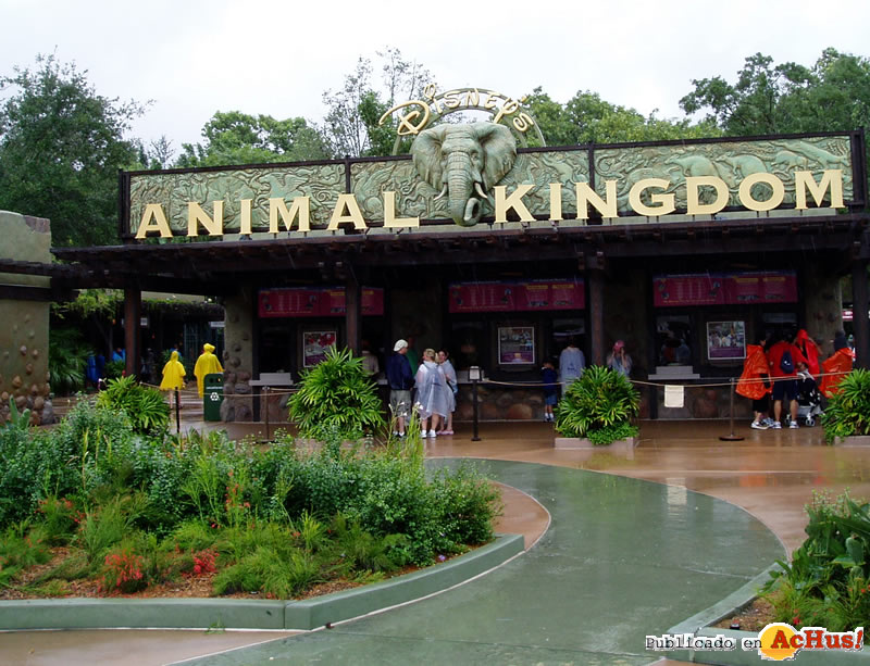 Animal Kingdom 05
