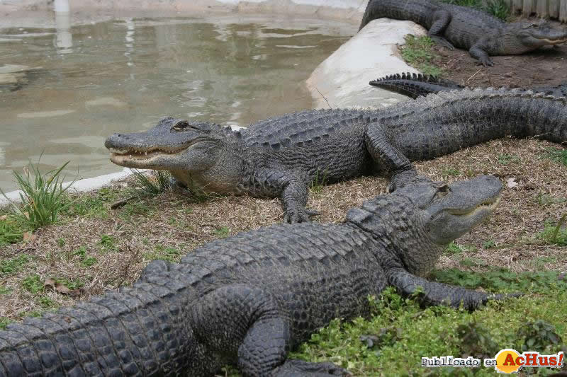 aligators