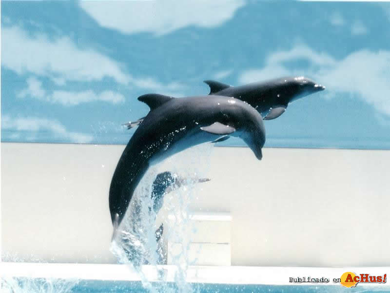 dolphins jump