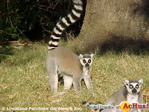 Ring tailed Lemur