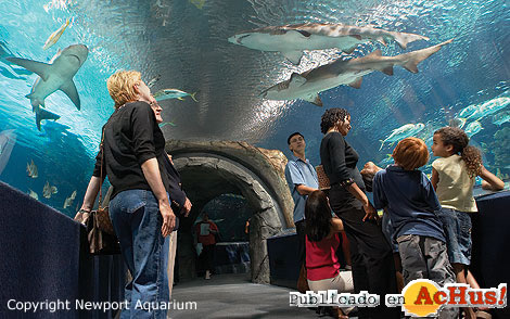Newport Aquarium 01