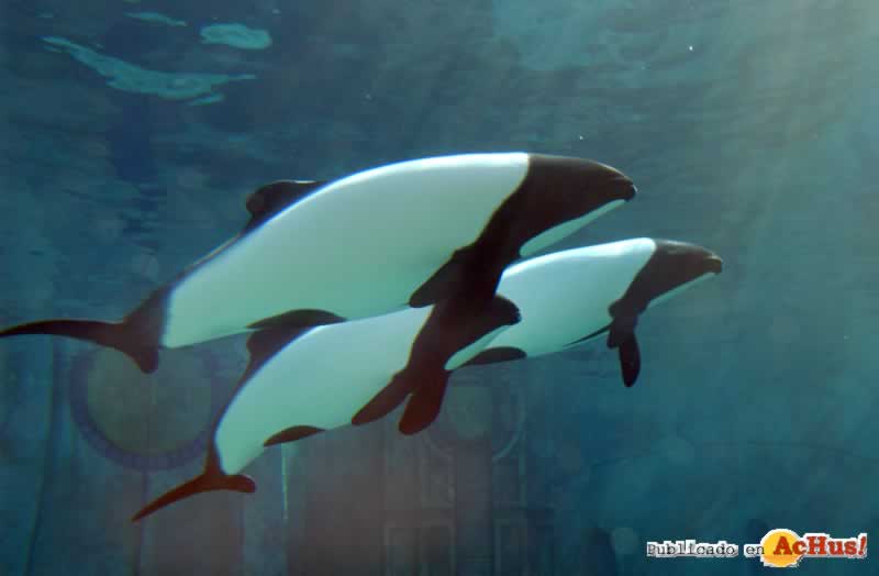 CommersonsDolphins