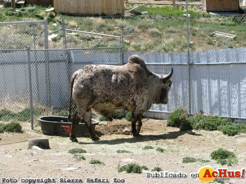 Indo Brazillian Brahma Bull