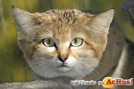 sandcat