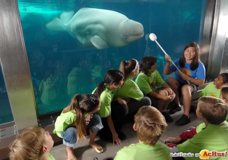 Imagen de SeaWorld San Diego CampBeluga