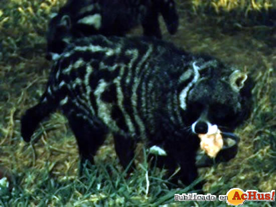 African Civet