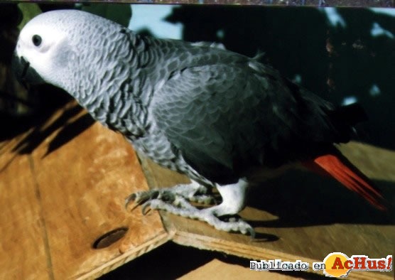 African Grey Baby