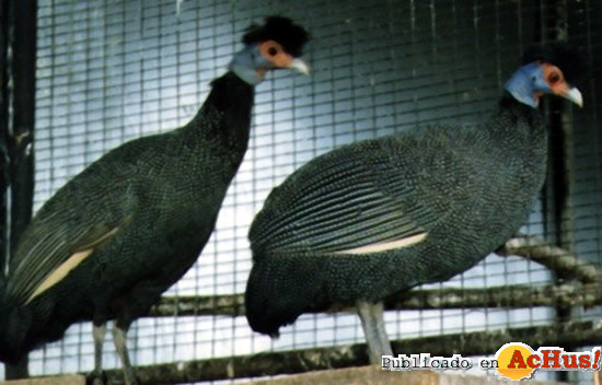 Crested Guinea Fowl