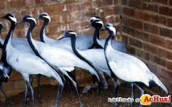 Demoiselle Crane