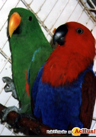 Eclectus Parrot