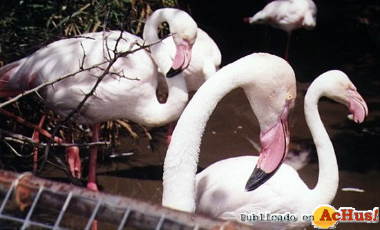 Flamingos