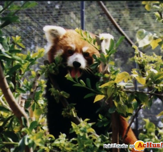 Red Panda