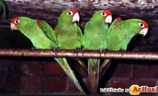 Ref Fronted Conure