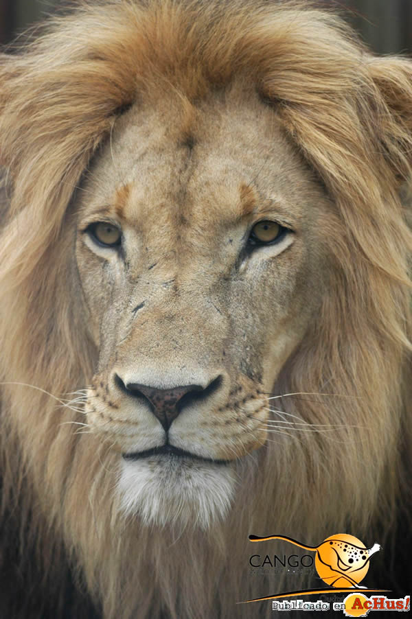 Cango Wildlife 01