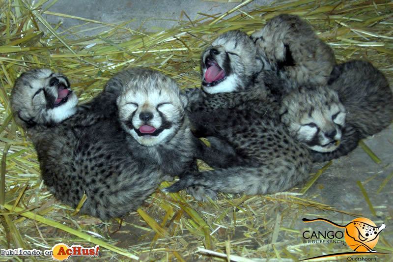 Cango Wildlife 02