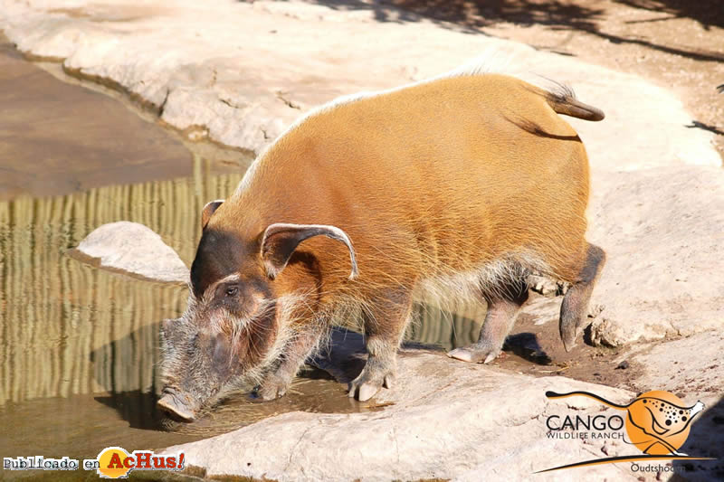 Cango Wildlife 04