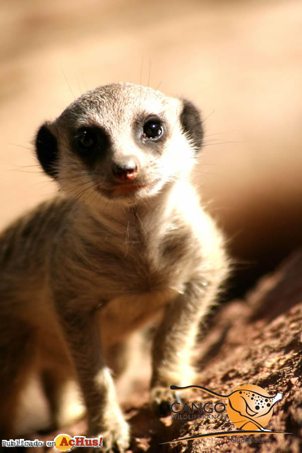 Cango Wildlife 05