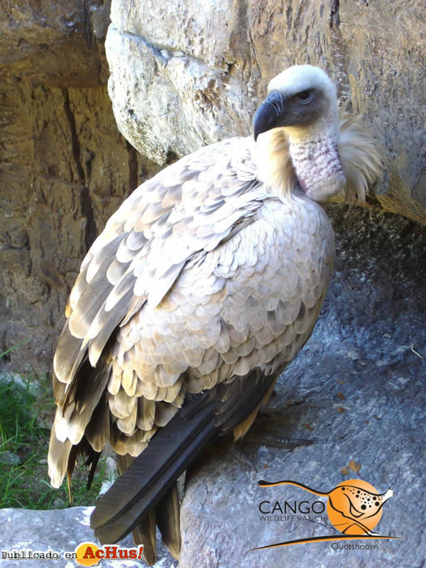 Cango Wildlife 08