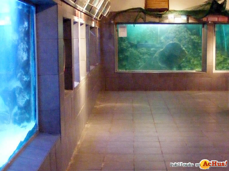 East London Aquarium 05