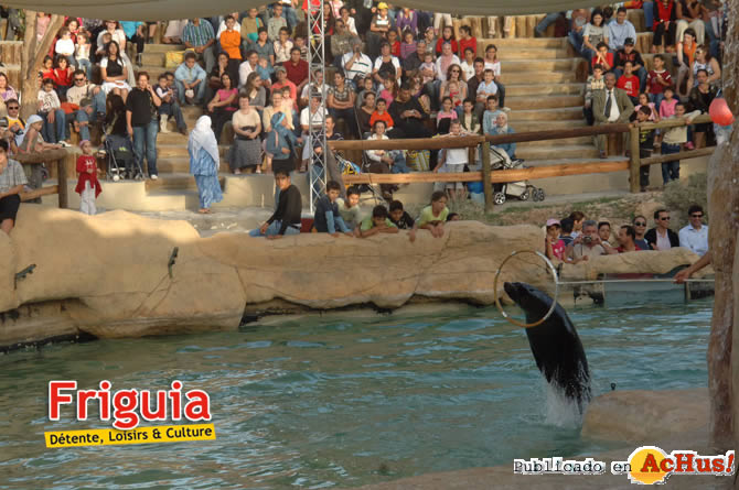 Friguia 03