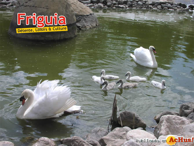 Friguia 04