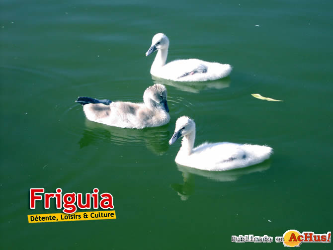 Friguia 05