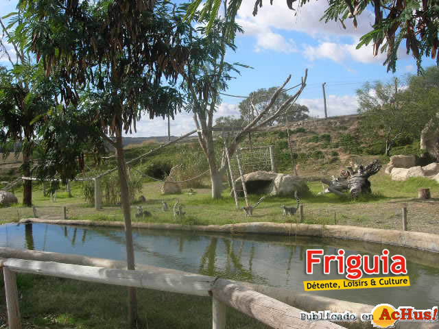 Friguia 06
